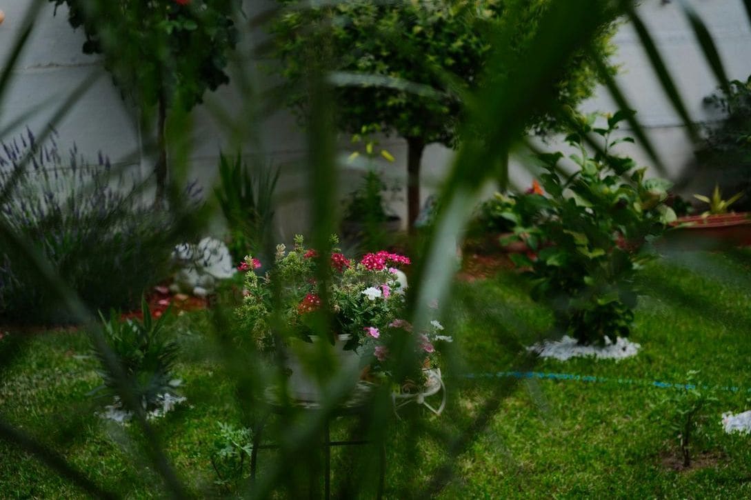 Créer un jardin plus harmonieux avec des plantes adaptées à votre espace